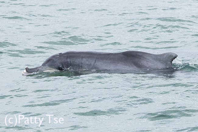 grazed beak dolphin
